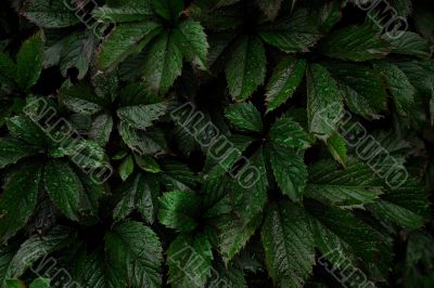 Grape leaves