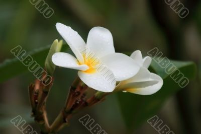 Frangipani (Plumeria)