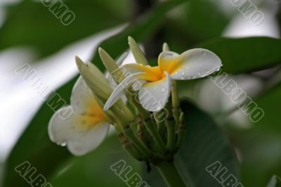 Frangipani (Plumeria)