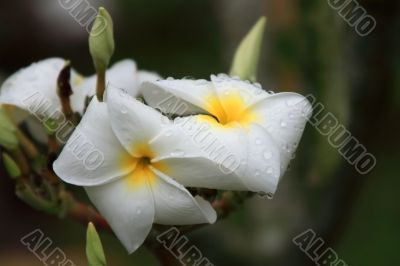 Frangipani (Plumeria)