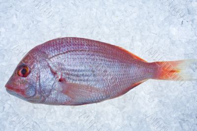 gilthead