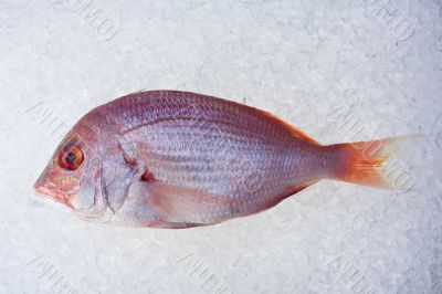 gilthead