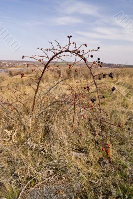 The branch dogrose