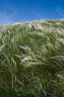 Feather grass