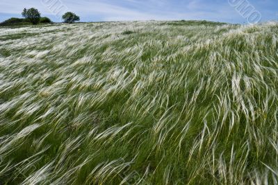 River of feather grass