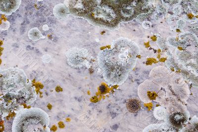 Lichens on stone
