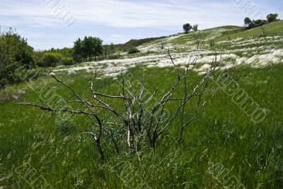 Dry bush