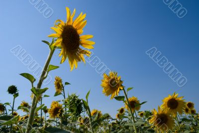 Sunflowers