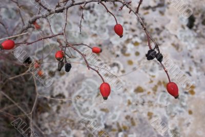 The branch dogrose