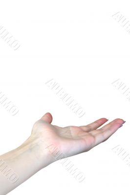 feminine hand