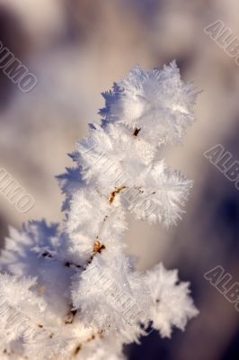 hoarfrost