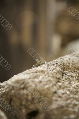 small lizard face