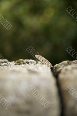 head of lizard