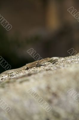 lizard