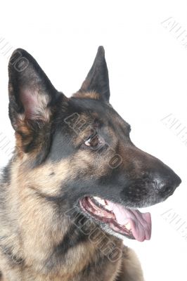 police dog closeup