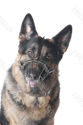 police dog on white background