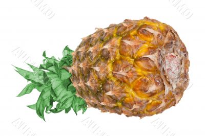 pineapple