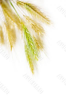 Wheat
