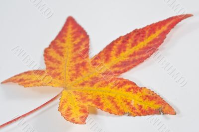Autumn leaf