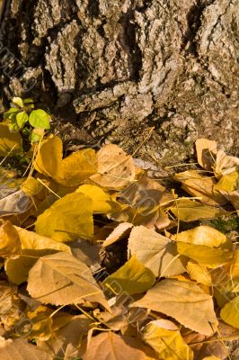 Pile of leaves