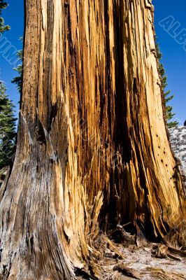 Decaying tree