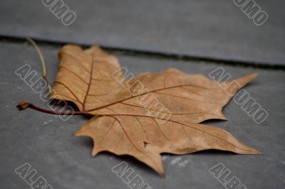 Fall leaf