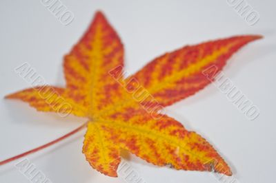 Autumn leaf