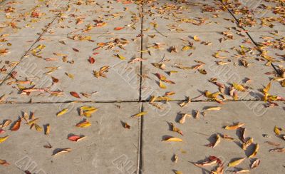 Fallen leaves