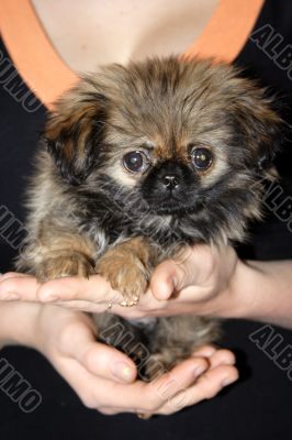 small puppy
