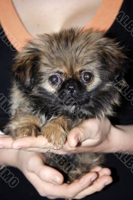 small puppy