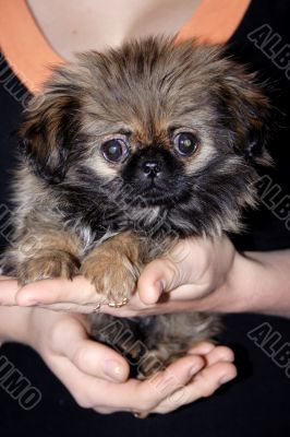 small puppy