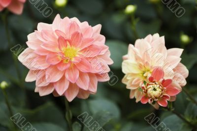 Blooming dahlia flowers