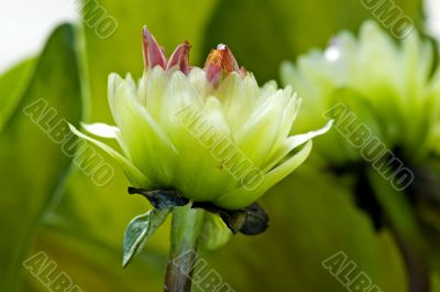 Green dahlia flowers