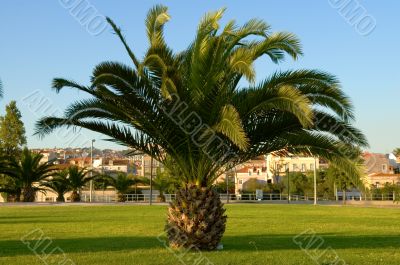 Palm tree