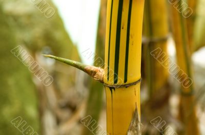 Bamboo