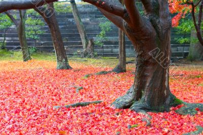 Maple