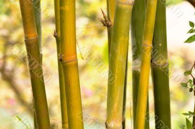 Bamboo