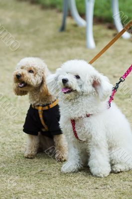 Two adorable dogs