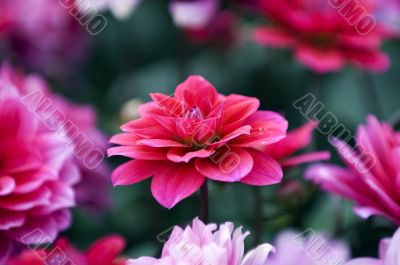 Blooming dahlia flowers