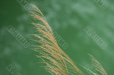 Bulrush