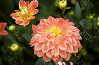Blooming dahlia flowers