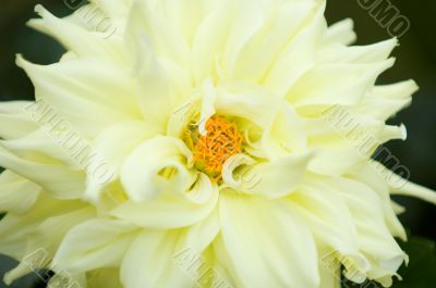 Blooming dahlia flower