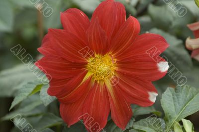 Blooming dahlia flower