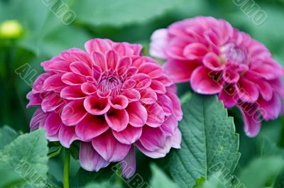 Pink dahlia flowers