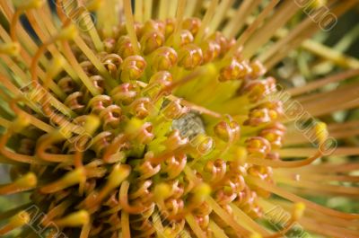 Yellow blooming protea pincushion