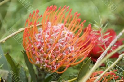 Blooming protea pincushion