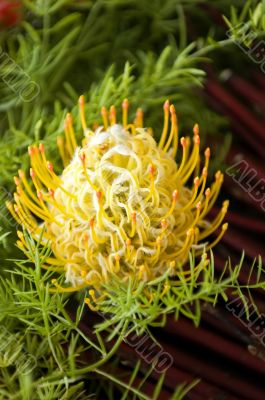 Yellow blooming protea pincushion