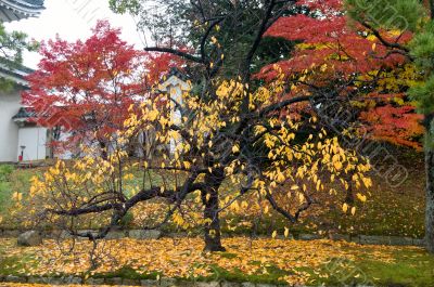 Maple