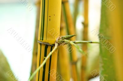 Bamboo