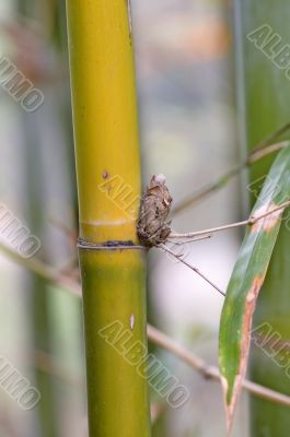 Bamboo